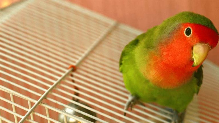 Cara Merawat Burung Lovebird Agar Gacor Sehat Dan Cantik