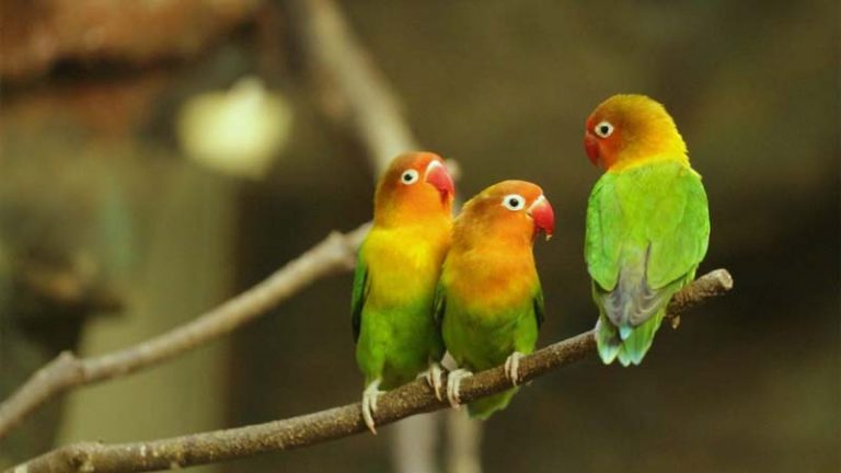 Cara Merawat Burung Lovebird Agar Gacor Sehat Dan Cantik