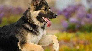 Anjing German Shepherd: Harga, Jenis, Cara Merawat, Makanan