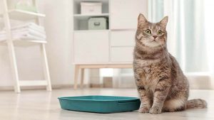 Tips dan Cara Mencuci Pasir Kucing Agar Bersih dan Tidak Bau