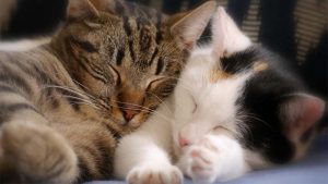 Cara Mengatasi Kucing Birahi Tanpa Dikawinkan (Jantan & Betina)