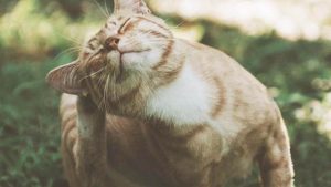 Cara Menghilangkan Kutu Kucing Membandel (Paling Ampuh!)