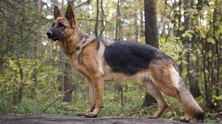 √ Anjing German Shepherd: Harga, Jenis, Cara Merawat, Makanan