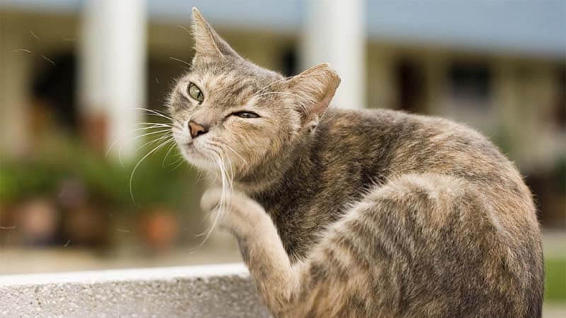 √ 10 Cara Menghilangkan Kutu Kucing Membandel (Paling Ampuh!)