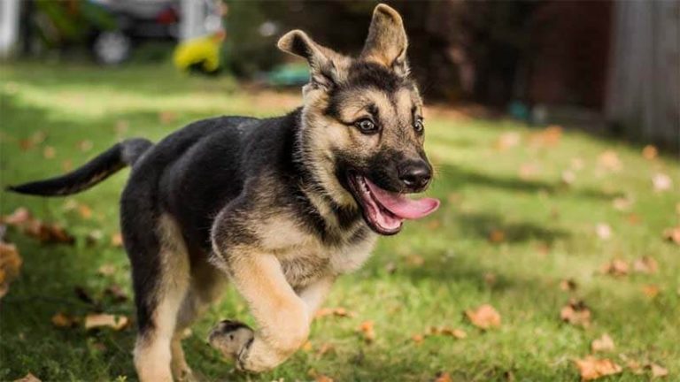 √ Anjing German Shepherd: Harga, Jenis, Cara Merawat, Makanan