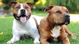 Anjing Pitbull: Harga, Jenis, Sifat, Makanan, Cara Merawat