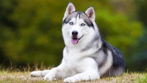 Anjing Siberian Husky: Harga, Sifat, Cara Merawat, Makanan