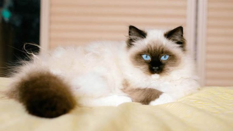 √ Kucing Ragdoll: Harga, Ciri, Sifat, Fakta, dan Cara Merawat