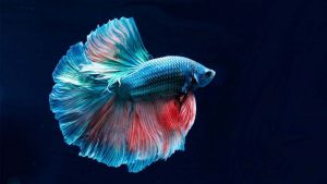 Jenis Ikan Cupang Termahal dan Cara Budidayanya
