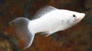 Ikan Molly: Harga, Jenis, Cara Merawat dan Budidaya