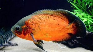 Ikan Oscar: Harga, Jenis, Cara Budidaya, dan Cara Merawat