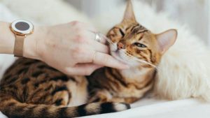 Kucing Bengal: Harga, Karakteristik, Cara Merawat, Makanan