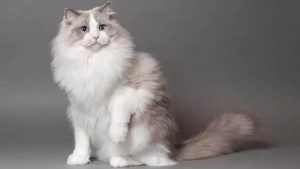 Kucing Ragdoll: Harga, Ciri, Sifat, Fakta, dan Cara Merawat