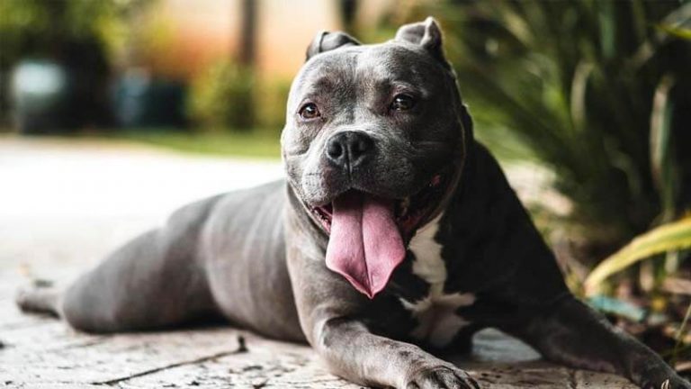 √ Anjing Pitbull: Harga, Jenis, Sifat, Makanan, Cara Merawat