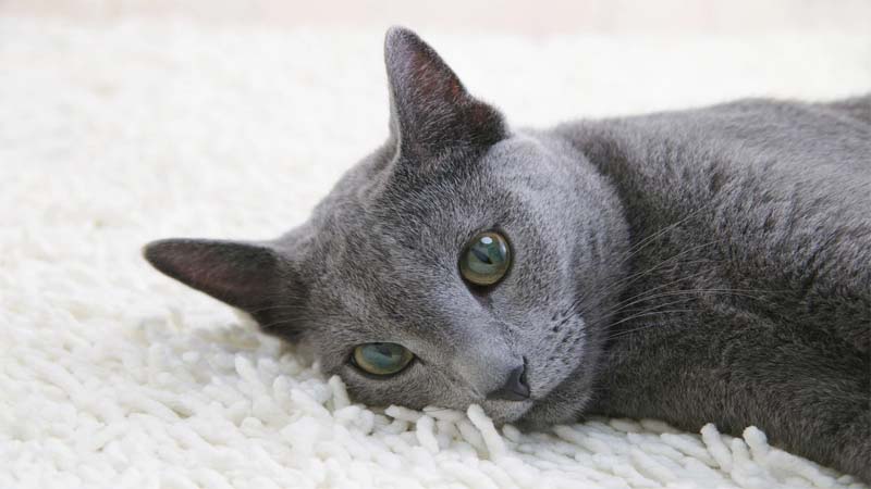 Cara Merawat Kucing Russian Blue
