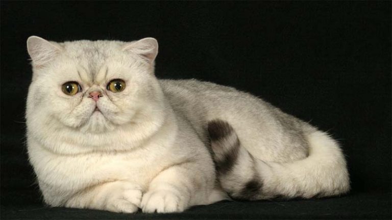 √ Kucing Exotic Shorthair: Harga, Ciri Fisik, Makanan, Cara Merawat