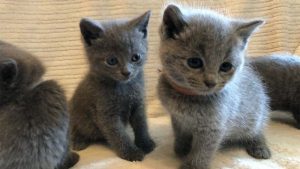 √ Kucing Russian Blue: Harga, Ciri, Makanan, dan Cara Merawat