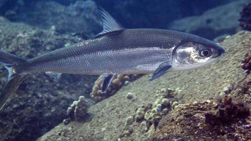 Ikan Air Payau