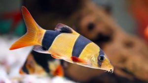 Ikan Botia: Harga, Jenis, Cara Budidaya dan Tips Merawat