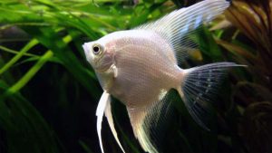 Ikan Manfish: Harga, Jenis, Karakteristik, Cara Budidaya dan Merawat