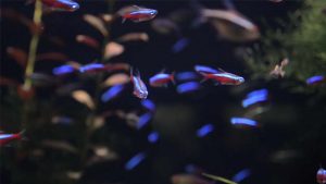 Ikan Neon: Harga, Jenis, Makanan, Cara Merawat dan Budidaya