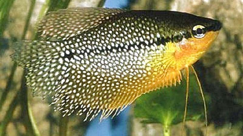Ikan Sepat Mutiara
