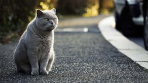 Kucing British Shorthair: Harga, Ciri Fisik, Makanan, Cara Merawat