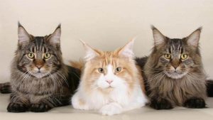 Kucing Maine Coon: Harga, Jenis, Ciri-Ciri, dan Cara Merawat