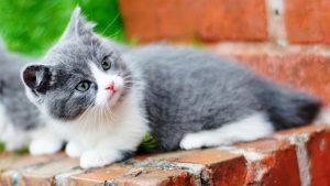 Kucing Munchkin: Harga, Ciri Fisik, Karakter, Cara Merawat