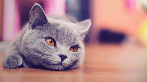 Kucing Russian Blue: Harga, Ciri, Makanan, dan Cara Merawat