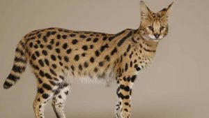 Kucing Savannah: Harga, Sejarah, Ciri Fisik, Karakteristik