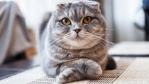 Kucing Scottish Fold: Harga, Jenis, Ciri, Makanan dan Cara Merawat
