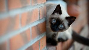 Kucing Siam: Harga, Jenis, Ciri-Ciri, Makanan, dan Cara Merawat