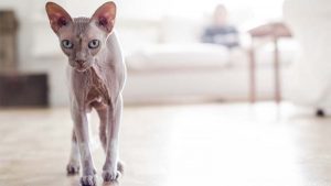 Kucing Sphynx: Harga, Jenis, Ciri Fisik, dan Cara Merawat