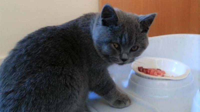 Makanan Kucing British Shorthair