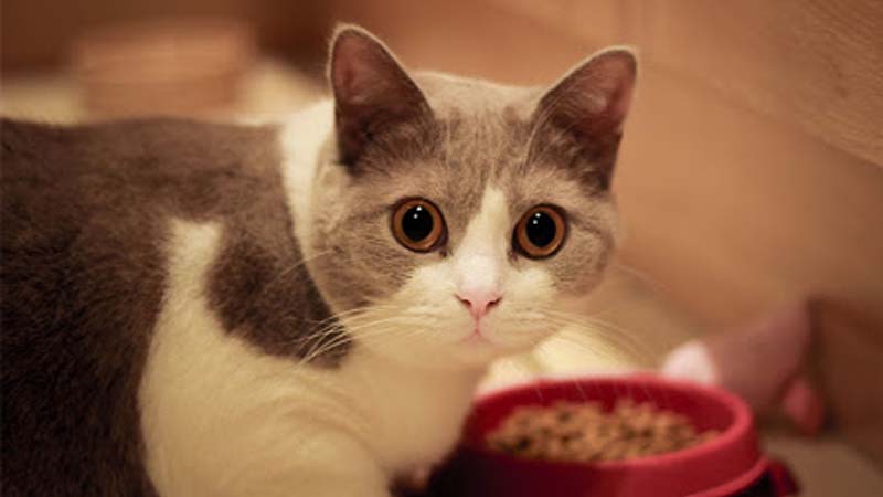 Makanan Kucing Munchkin