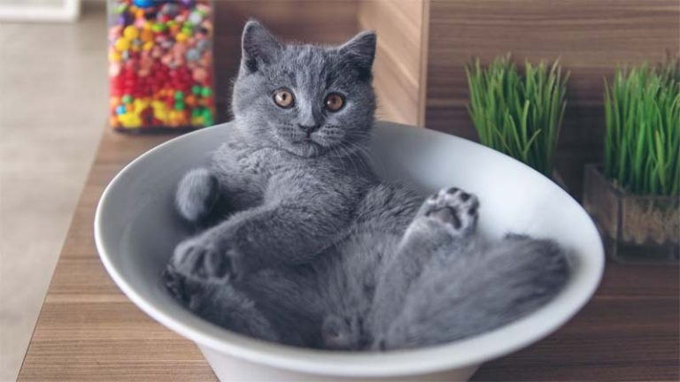 √ Kucing Russian Blue Harga, Ciri, Makanan, dan Cara Merawat