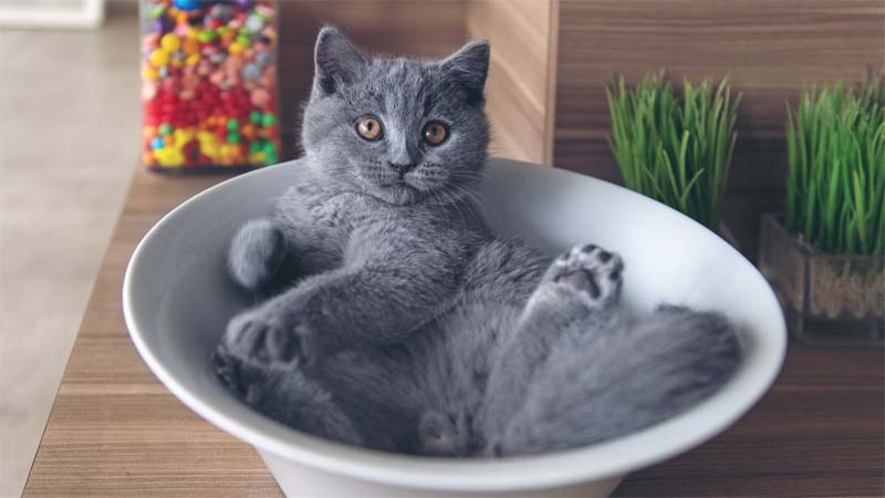 Makanan Kucing Russian Blue