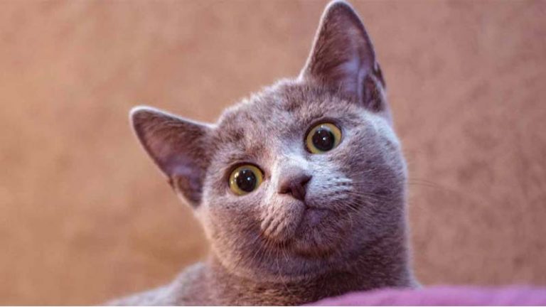 √ Kucing Russian Blue: Harga, Ciri, Makanan, dan Cara Merawat