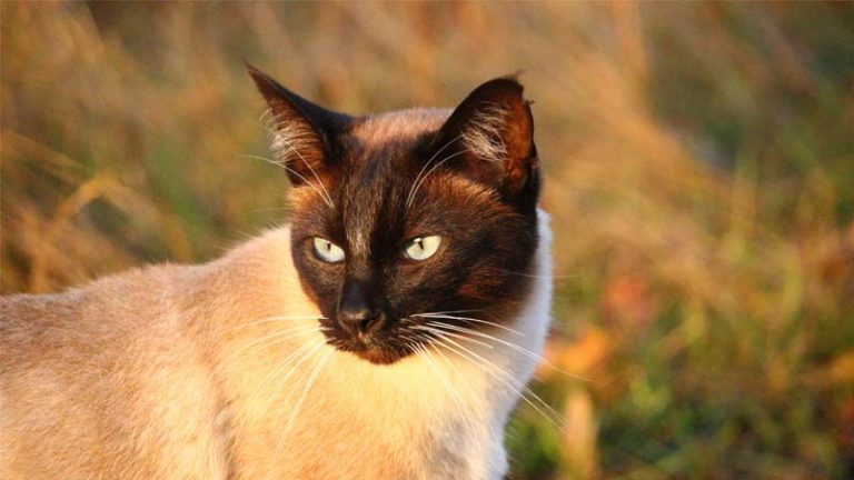 √ Kucing Siam: Harga, Jenis, Ciri-Ciri, Makanan, dan Cara Merawat