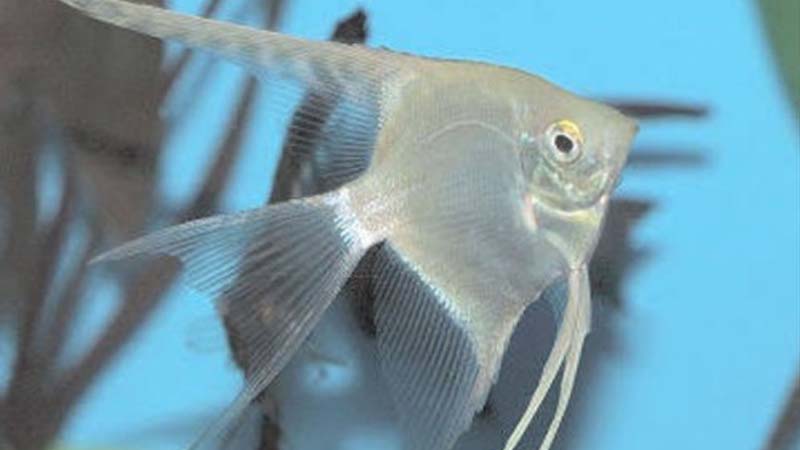 Silver Angelfish