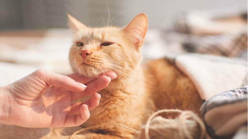 Cara Mengobati Kucing Sakit