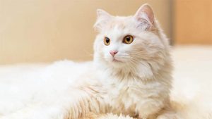 Cara Merawat Kucing Anggora yang Baik dan Benar [Lengkap]