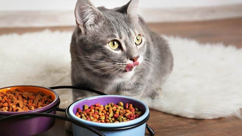Daftar Rekomendasi Makanan Kucing Anggora