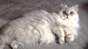 Jenis Kucing Persia dan Ciri-Cirinya [Terlengkap!]