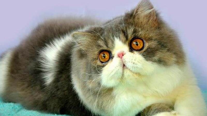Kucing Persia Flatnose