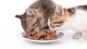Rekomendasi Makanan Kucing Anggora Agar Gemuk