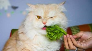 Rekomendasi Makanan untuk Kucing Persia Agar Sehat
