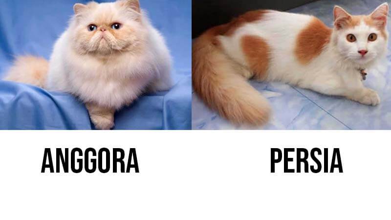 Perbedaan Bulu Kucing Anggora dan Persia