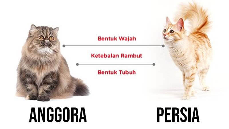 Perbedaan Kucing Anggora dan Persia